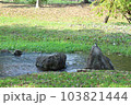 水辺の野鳥 103821444