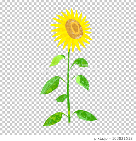 Watercolor sunflower illustration Watercolor sunflower illustration 103821518