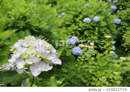 あじさい アジサイ 紫陽花 あじさい園 矢田寺 善峯寺 奈良県 京都市 梅雨 6月 湿気 湿度 あじさい アジサイ 紫陽花 あじさい園 矢田寺 善峯寺 奈良県 京都市 梅雨 6月 湿気 湿度 103821719