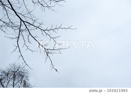 Tree Branch without leaves, autumn. With blue sky background 103821993