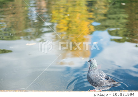 Ducks in Hyde Park 103821994