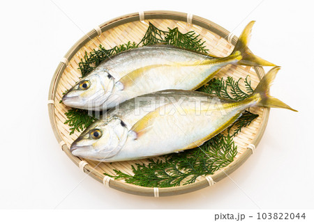 しまあじ しまあじ 103822044
