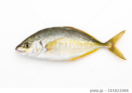 しまあじ 103822066