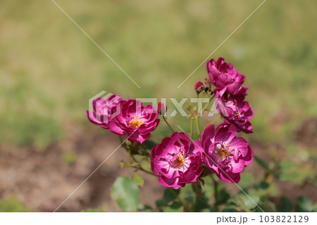 多くの人々の心を癒す色とりどりに咲き誇るバラの花たち 103822129