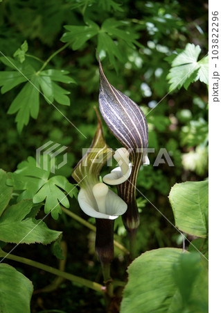 面白い形をしたユキモチソウ 103822296