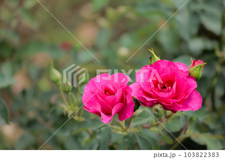 多くの人々の心を癒す色とりどりに咲き誇るバラの花たち 多くの人々の心を癒す色とりどりに咲き誇るバラの花たち 103822383