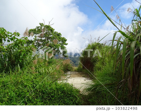 フィリピン・イフガオ州山頂からの眺望 103822498