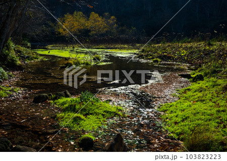 世界遺産知床の絶景　水が流れる美しい森 103823223