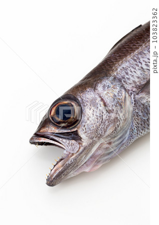 くろむつ くろむつ 103823362