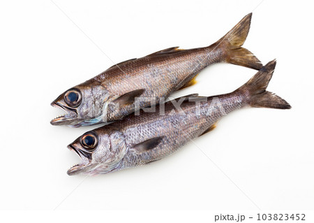 くろむつ くろむつ 103823452