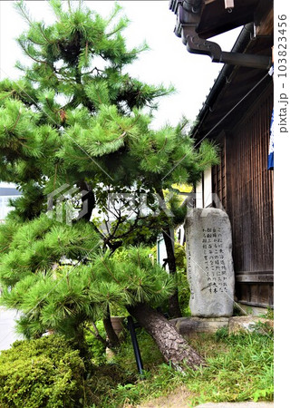 東海道五十三次二代目なごり松の幼木 東海道五十三次二代目なごり松の幼木 103823456