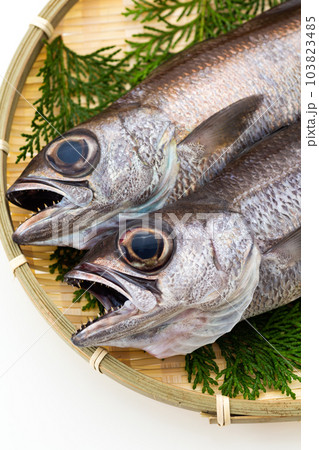 くろむつ くろむつ 103823485