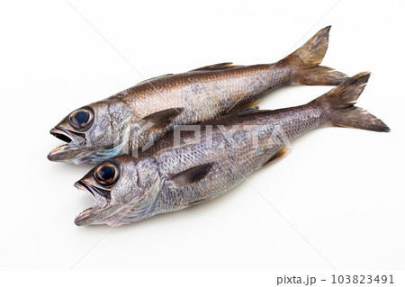 くろむつ くろむつ 103823491