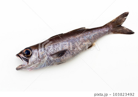 くろむつ くろむつ 103823492