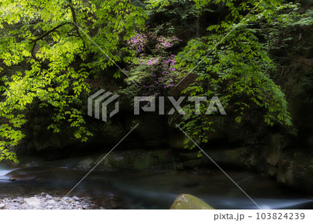 新緑の西沢渓谷 新緑の西沢渓谷 103824239