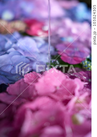 花手水　水に浮かべた紫陽花 103824305
