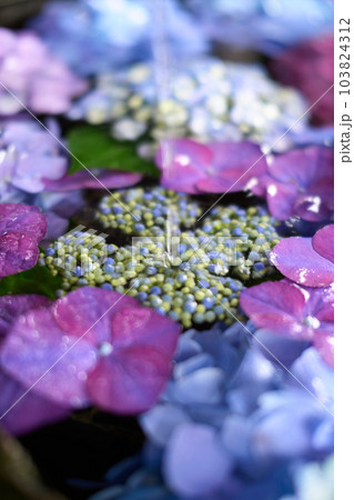 花手水　水に浮かべた紫陽花 103824312