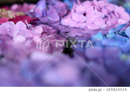 花手水　水に浮かべた紫陽花 103824314