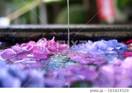 花手水　水に浮かべた紫陽花 103824320