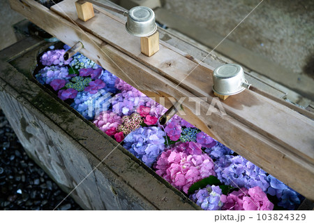花手水　水に浮かべた紫陽花 103824329