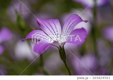 ほんのりと白いアグロステンマ 103824501