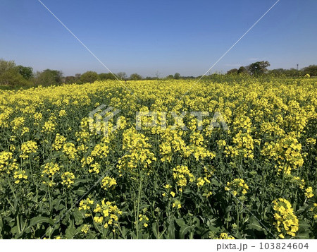 菜の花ァァ!!! 菜の花ァァ!!! 103824604
