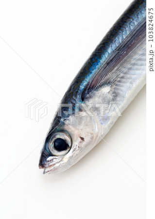 飛魚 103824675