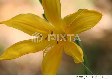 初夏の陽を浴びて花開くムサシノキスゲ 初夏の陽を浴びて花開くムサシノキスゲ 103824698