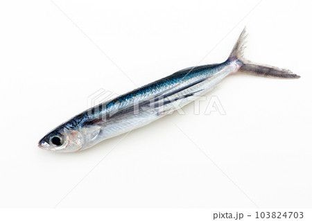 飛魚 飛魚 103824703