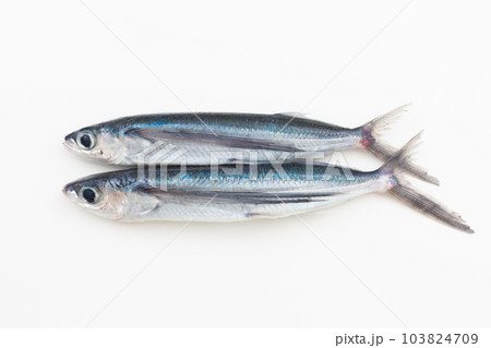 飛魚 飛魚 103824709