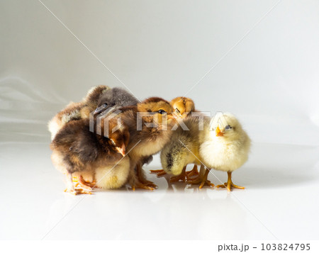 A lot of little newborn brown chickens on white with copy space 103824795