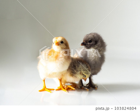 Three little newborn brown chickens on white with copy space Three little newborn brown chickens on white with copy space 103824804