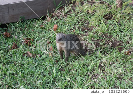 【ジンバブエ】マングース 【ジンバブエ】マングース 103825609