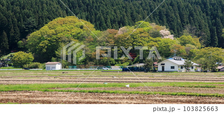 春の里山の田園風景 春の里山の田園風景 103825663