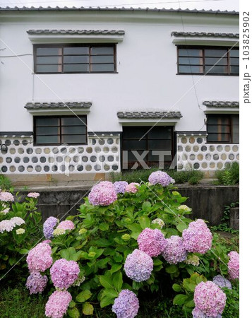 雨季の日奈久温泉　村津家住宅と紫陽花　（熊本県八代市） 103825902