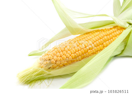採れたてのとうもろこし（ゴールドラッシュ）【白背景】 103826511