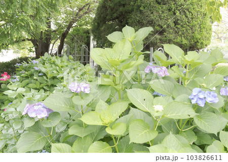 神奈川県横浜市中区山手の洋館の梅雨 神奈川県横浜市中区山手の洋館の梅雨 103826611