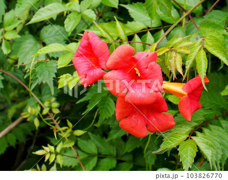 オレンジ色のアメリカノウゼンカズラの花と蕾（梅雨時の吉野川岸 '23） 103826770
