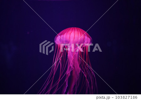 水中を軽やかに泳ぐアカクラゲ 103827186