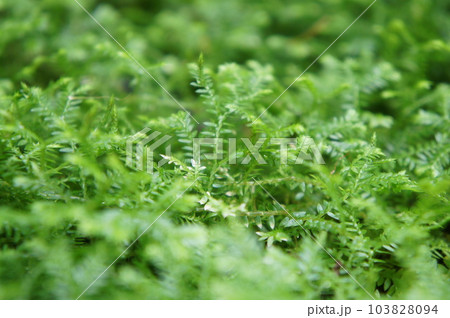 もふもふな緑の苔のアップ もふもふな緑の苔のアップ 103828094