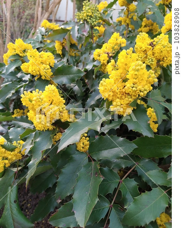 Magonia bush with evergreen leaves and bright yellow flowers, ornamental shrub in the garden 103828908