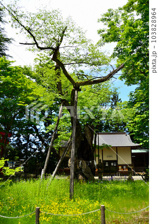 福島県会津若松市蚕養町 気持ち良い蚕養国神社参拝 福島県会津若松市蚕養町 気持ち良い蚕養国神社参拝 103828964