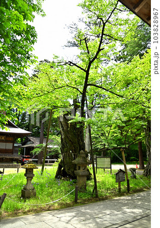 福島県会津若松市蚕養町　気持ち良い蚕養国神社参拝 103828967