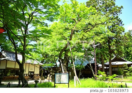 福島県会津若松市蚕養町 気持ち良い蚕養国神社参拝 福島県会津若松市蚕養町 気持ち良い蚕養国神社参拝 103828973