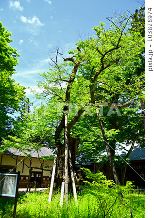 福島県会津若松市蚕養町　気持ち良い蚕養国神社参拝 103828974