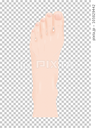 人體部位腳背真腳皮指甲一條腿透明png背景透明 103829442