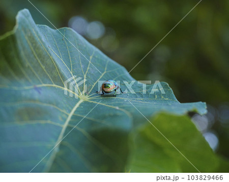 ナナホシキンカメムシ（沖縄県那覇市） 103829466
