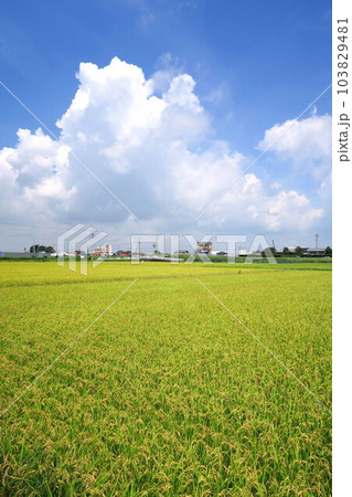 夏の実りの近郊の田圃風景 夏の実りの近郊の田圃風景 103829481