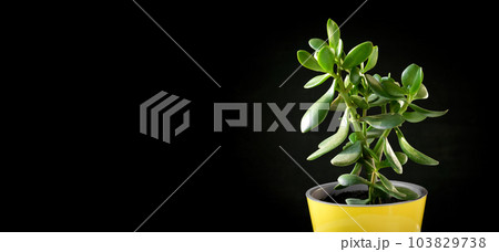 Crassula plant in a yellow pot isolated on a black background. Isolated Succulent plant. Potted tropical houseplant. Home minimal design. Crassula ovata, money tree. Home Garden, Flower Shop concept 103829738