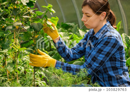 Woman farmer inspecting cucumber plants quality in modern greenhouse. Female Farm Worker wearing blue checkered shirt, yellow gloves Checking crop of Cucumbers. Gardener holding unripe gherkins Woman farmer inspecting cucumber plants quality in modern greenhouse. Female Farm Worker wearing blue checkered shirt, yellow gloves Checking crop of Cucumbers. Gardener holding unripe gherkins 103829763